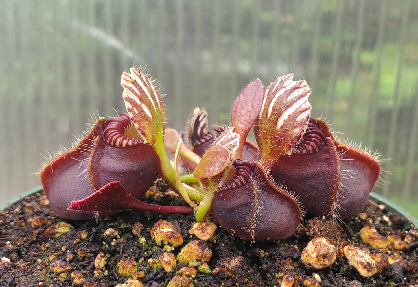 Cephalotus follicularis - 2