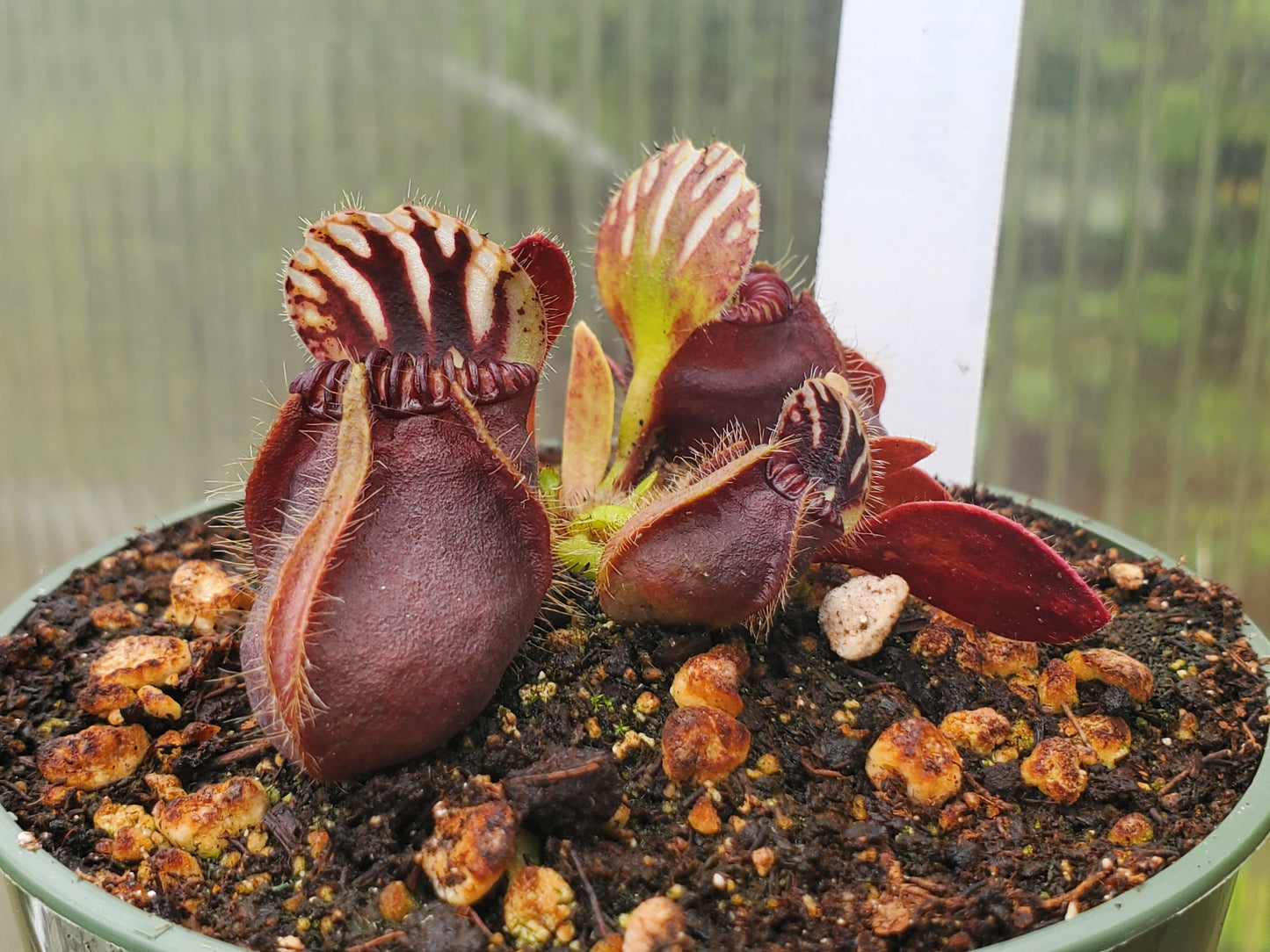 Cephalotus follicularis - 6