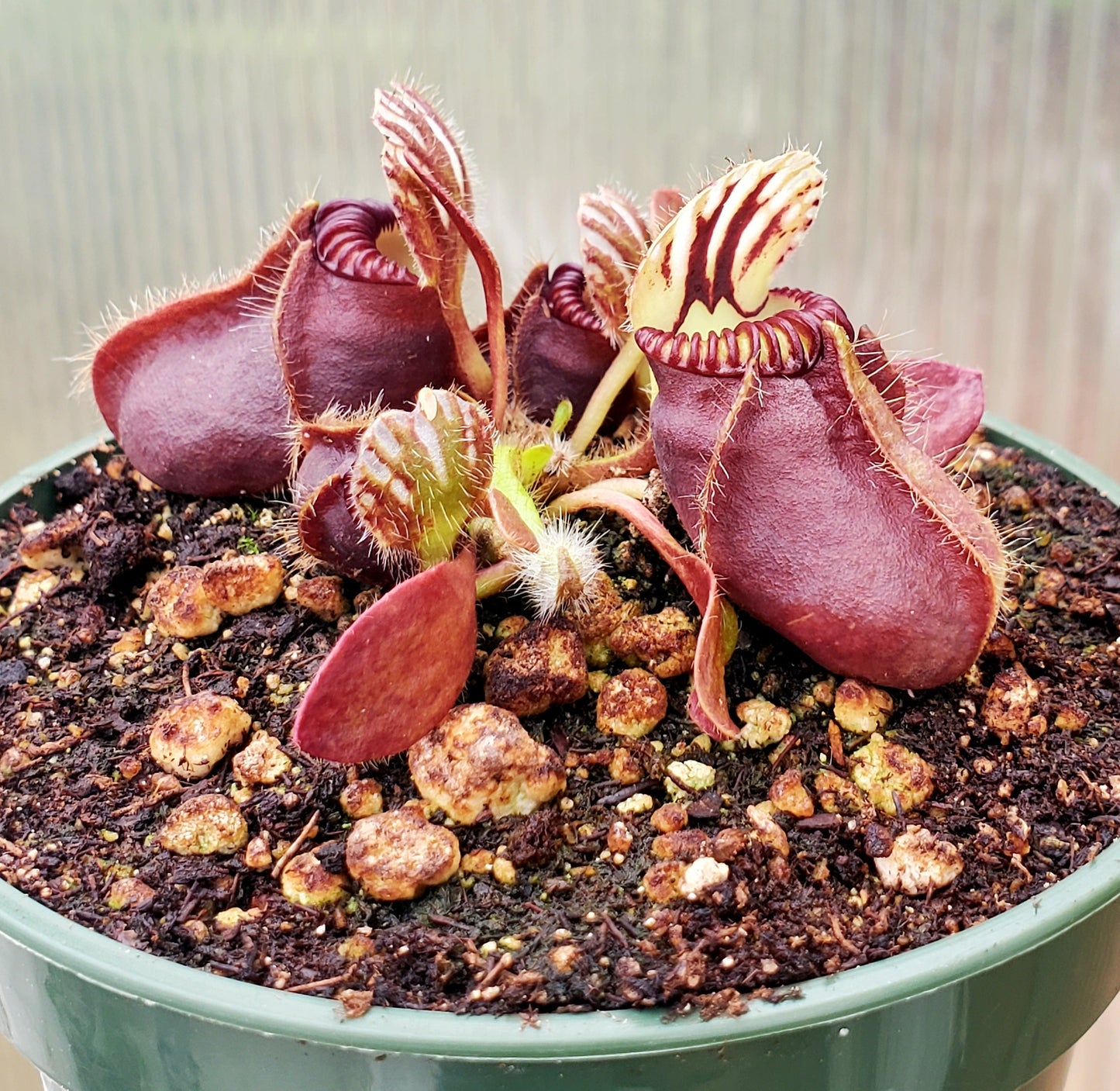 Cephalotus follicularis - 4