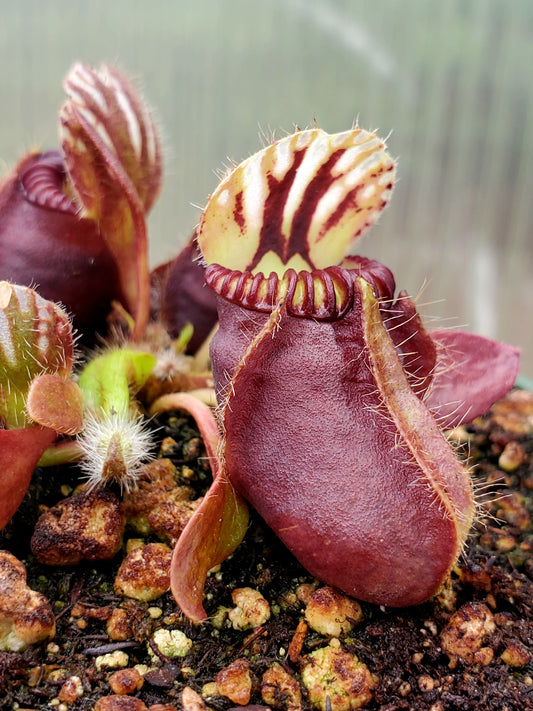 Cephalotus follicularis - 0