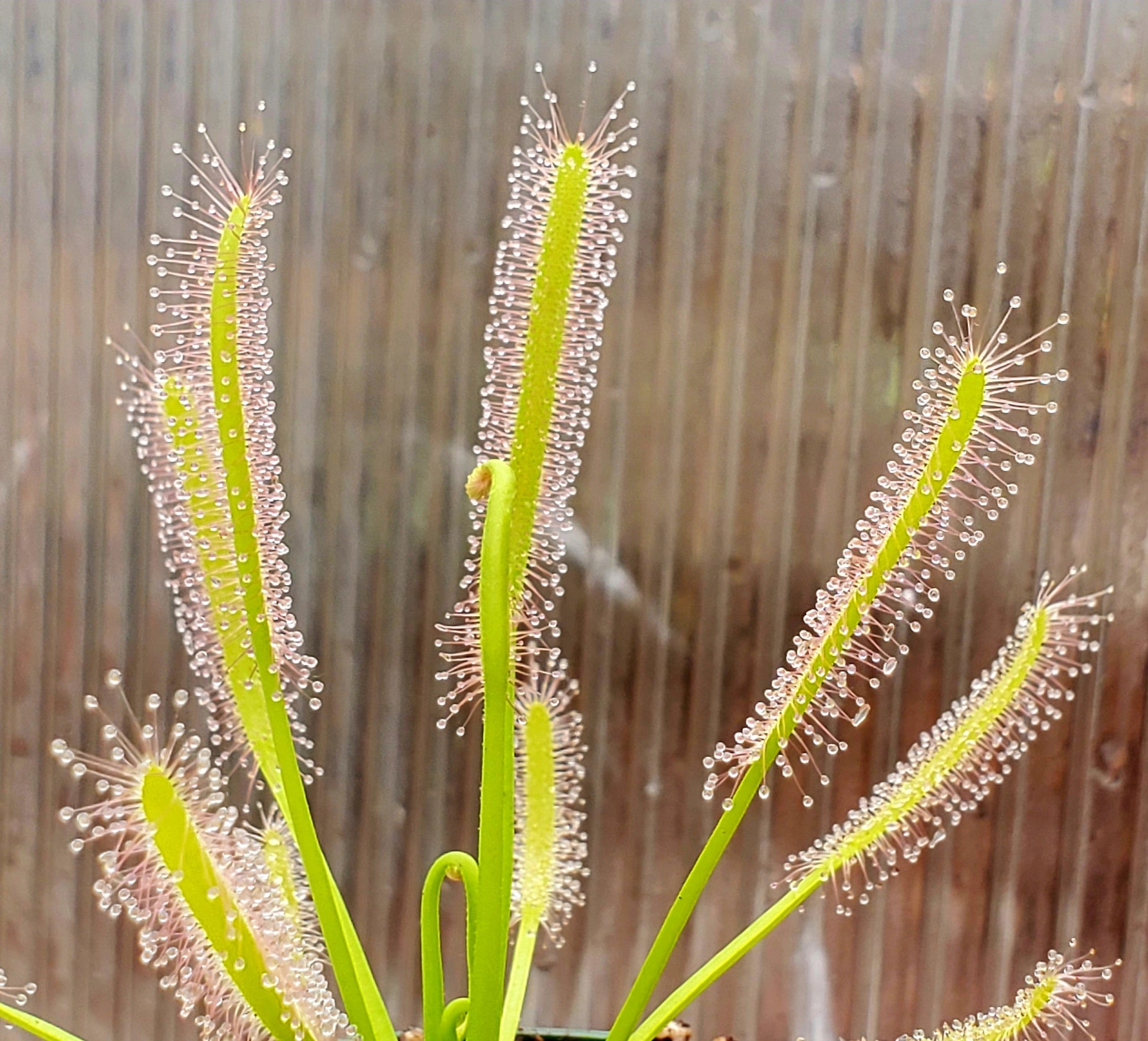 drosera capensis 'alba' - 4