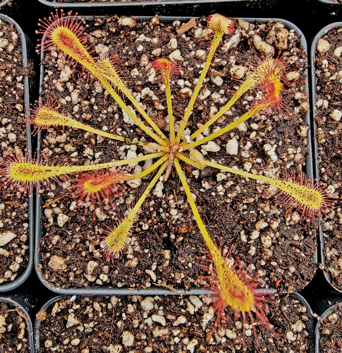 Drosera nidiformis, Sundew, live carnivorous plant, potted