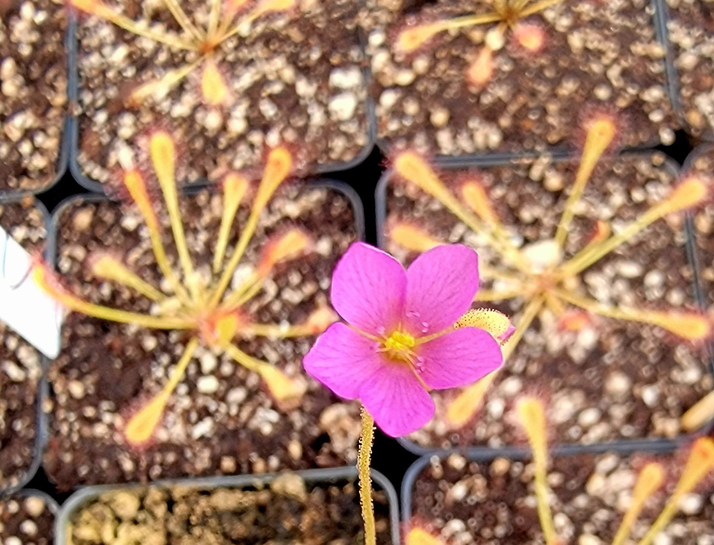 Drosera nidiformis, Sundew, live carnivorous plant, potted