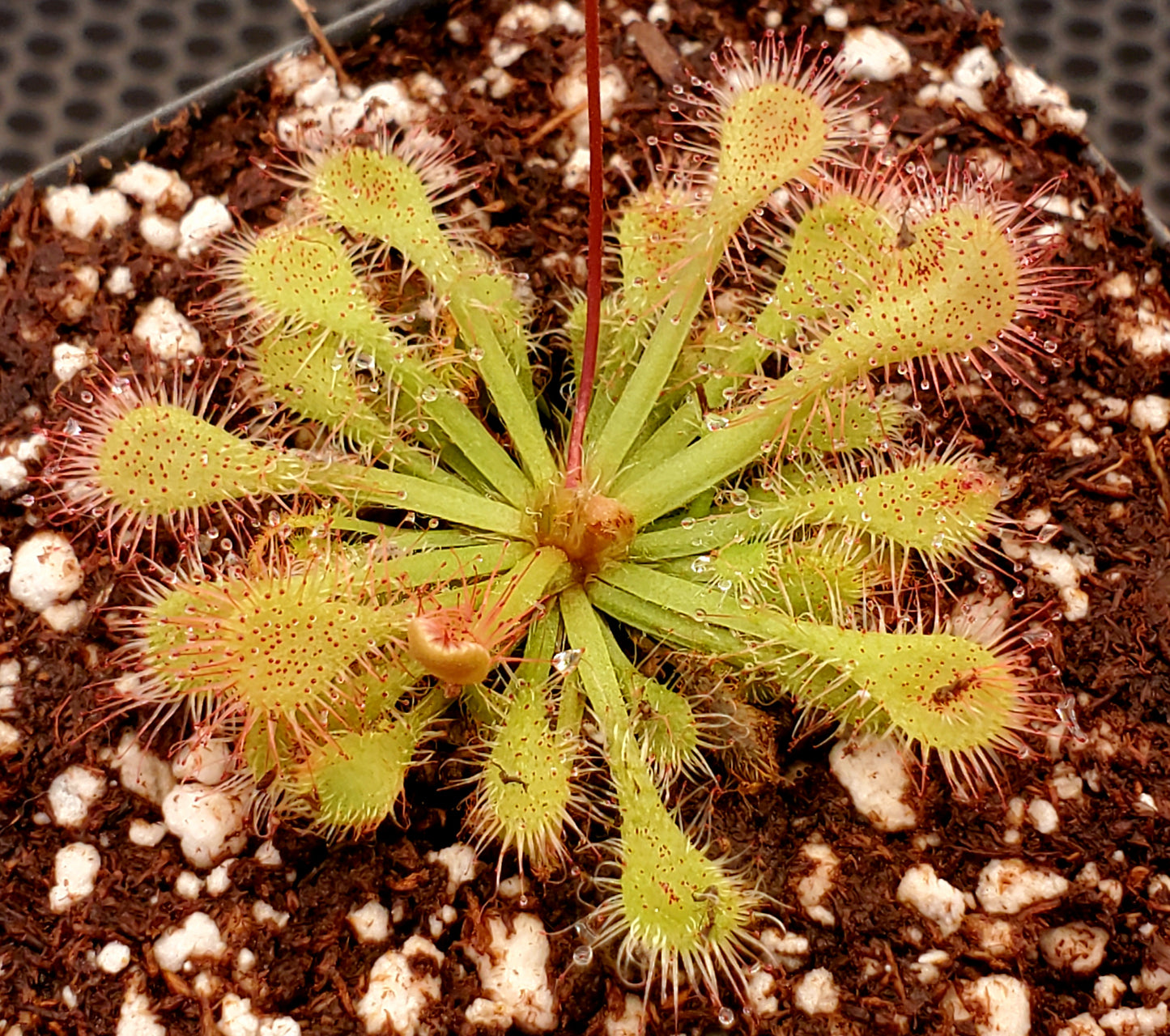 Drosera capillaris 'Brunswick Co, NC', Pink Sundew, live carnivorous plant, potted