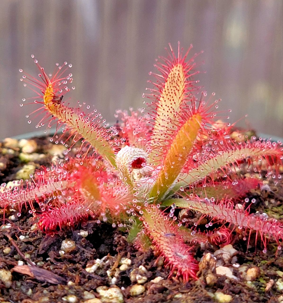 sundew pot plant Drosera graomogolensis, Sundew, live carnivorous plant, potted