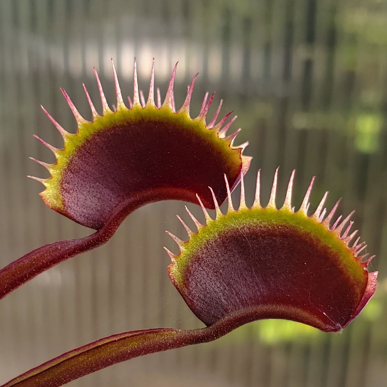 Venus Flytrap 'Red Dragon', live carnivorous plant, potted
