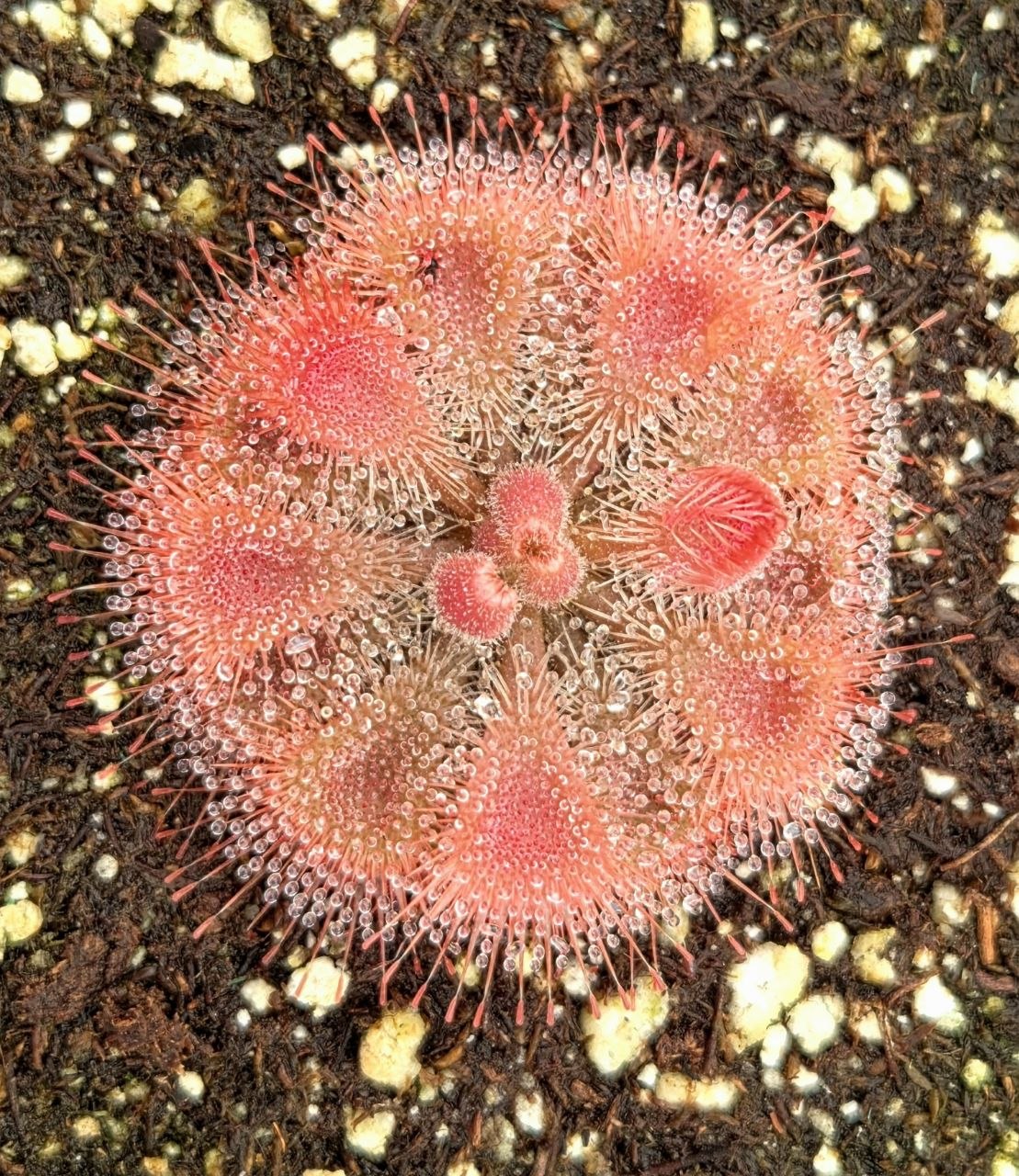 Drosera burmannii 'Humpty Doo', Burmese Sundew, live carnivorous plant, potted