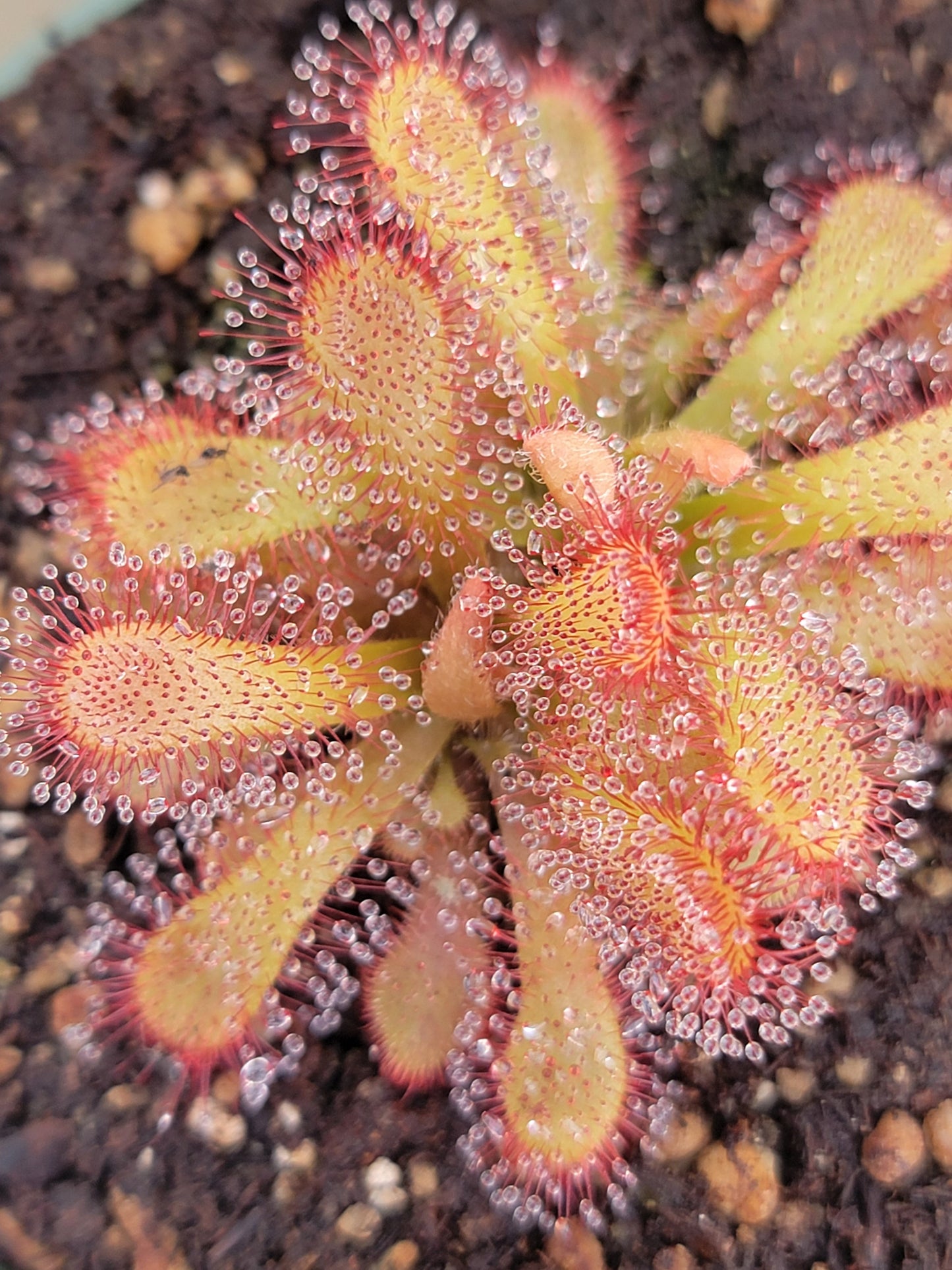 Drosera coccicaulis - 4