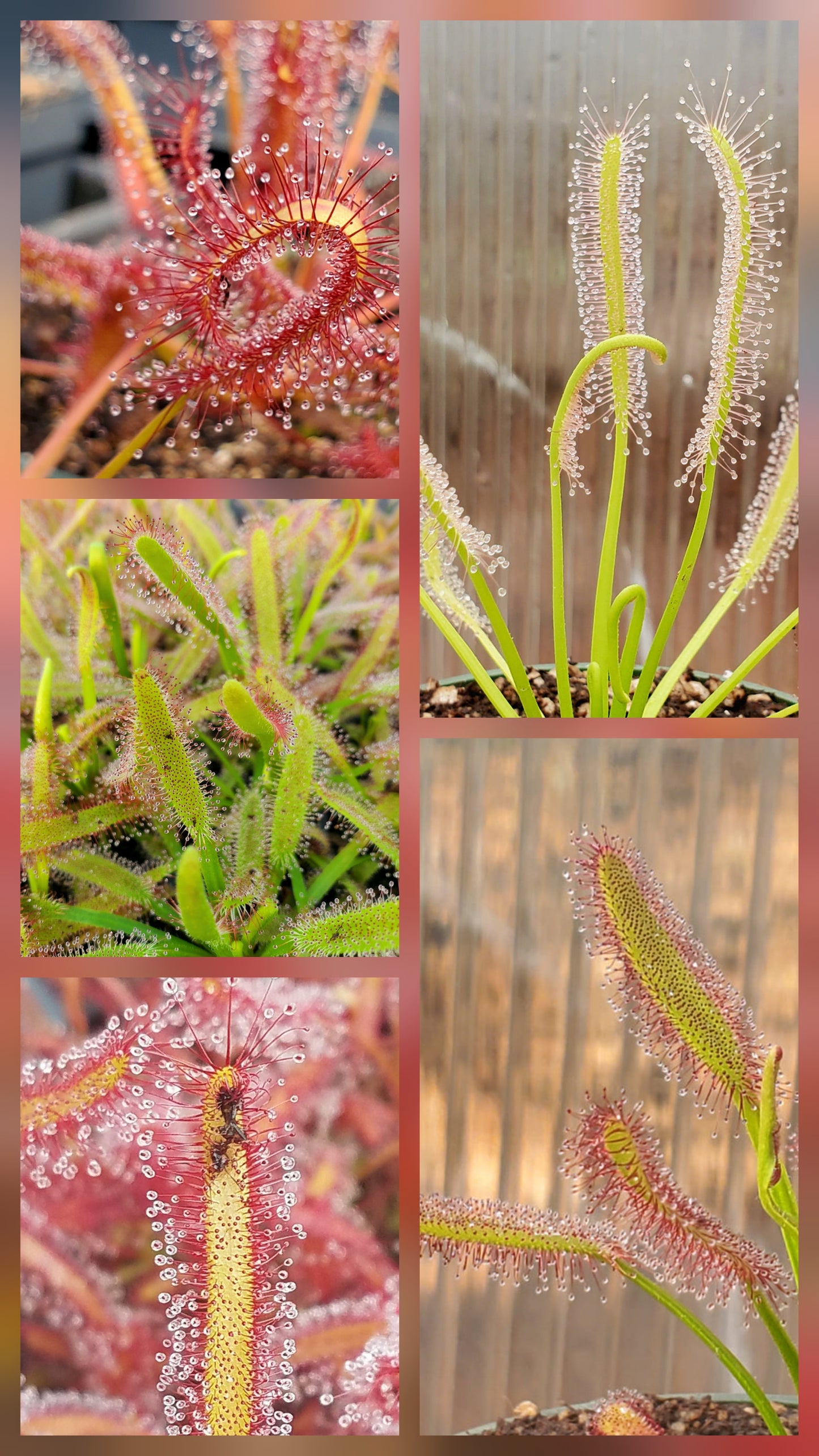 Cape Sundew COMBO - 3 PACK, live carnivorous plants, potted