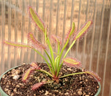 Drosera capensis 'Bainskloof', Cape Sundew, live carnivorous plant, potted