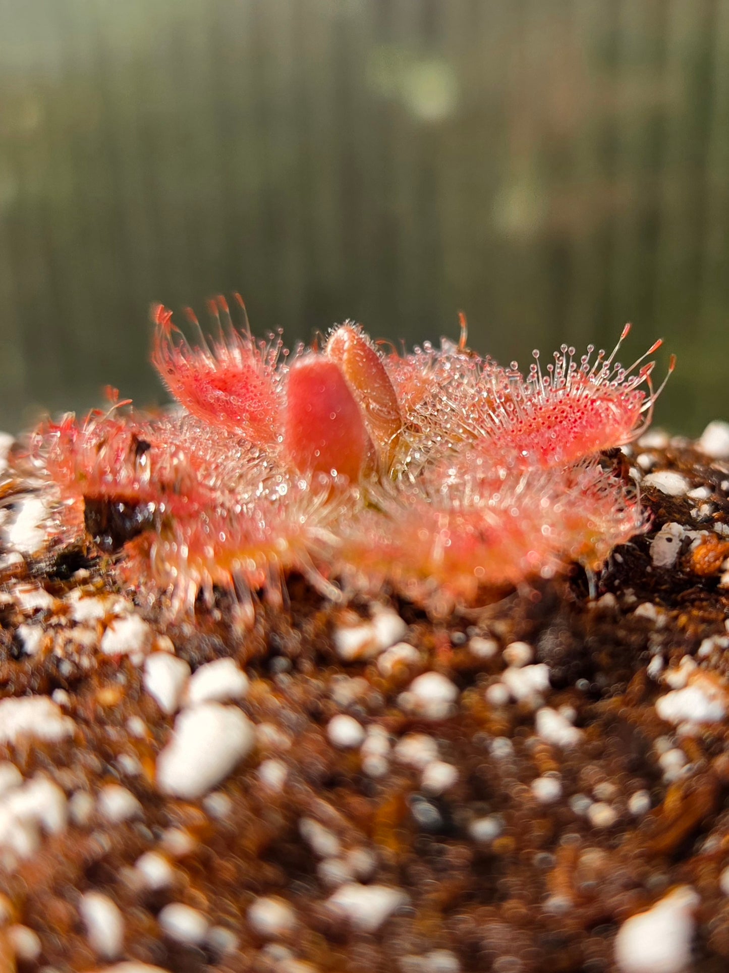 Drosera burmannii 'Humpty Doo', Burmese Sundew, live carnivorous plant, potted