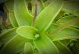 Pinguicula primuliflora, live carnivorous butterwort, bareroot