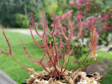 Drosera binata, Forked Leaf Sundew, live carnivorous plant, potted