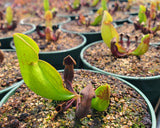 Sarracenia purpurea purpurea, live carnivorous pitcher plant, potted