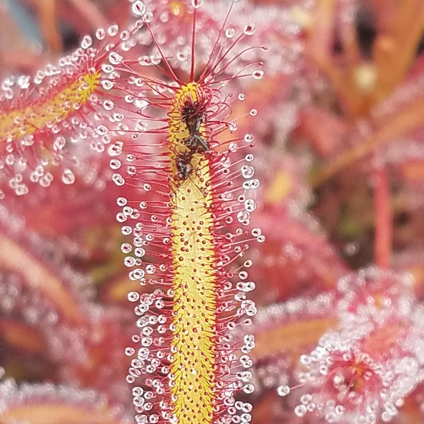 Drosera capensis 'big pink' - 0