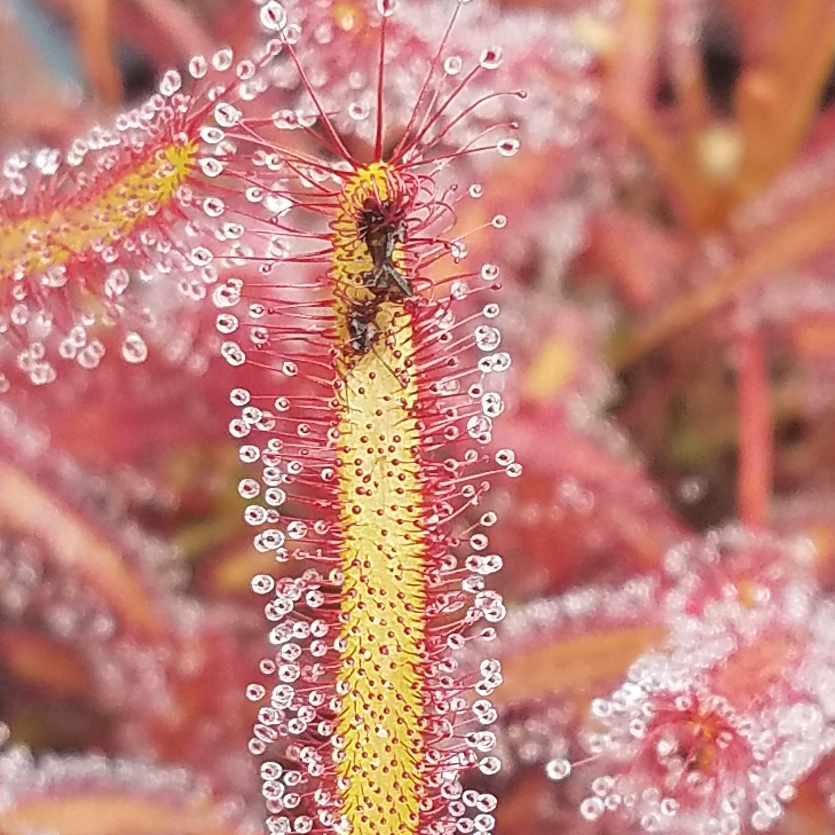 Drosera capensis 'big pink' - 0