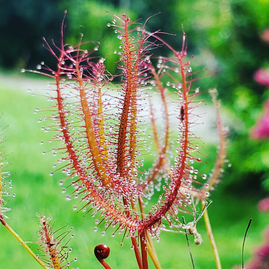 Drosera binata, Forked Leaf Sundew, live carnivorous plant, potted