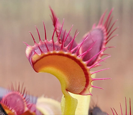 Venus Flytrap 'B52', live carnivorous plant, potted,