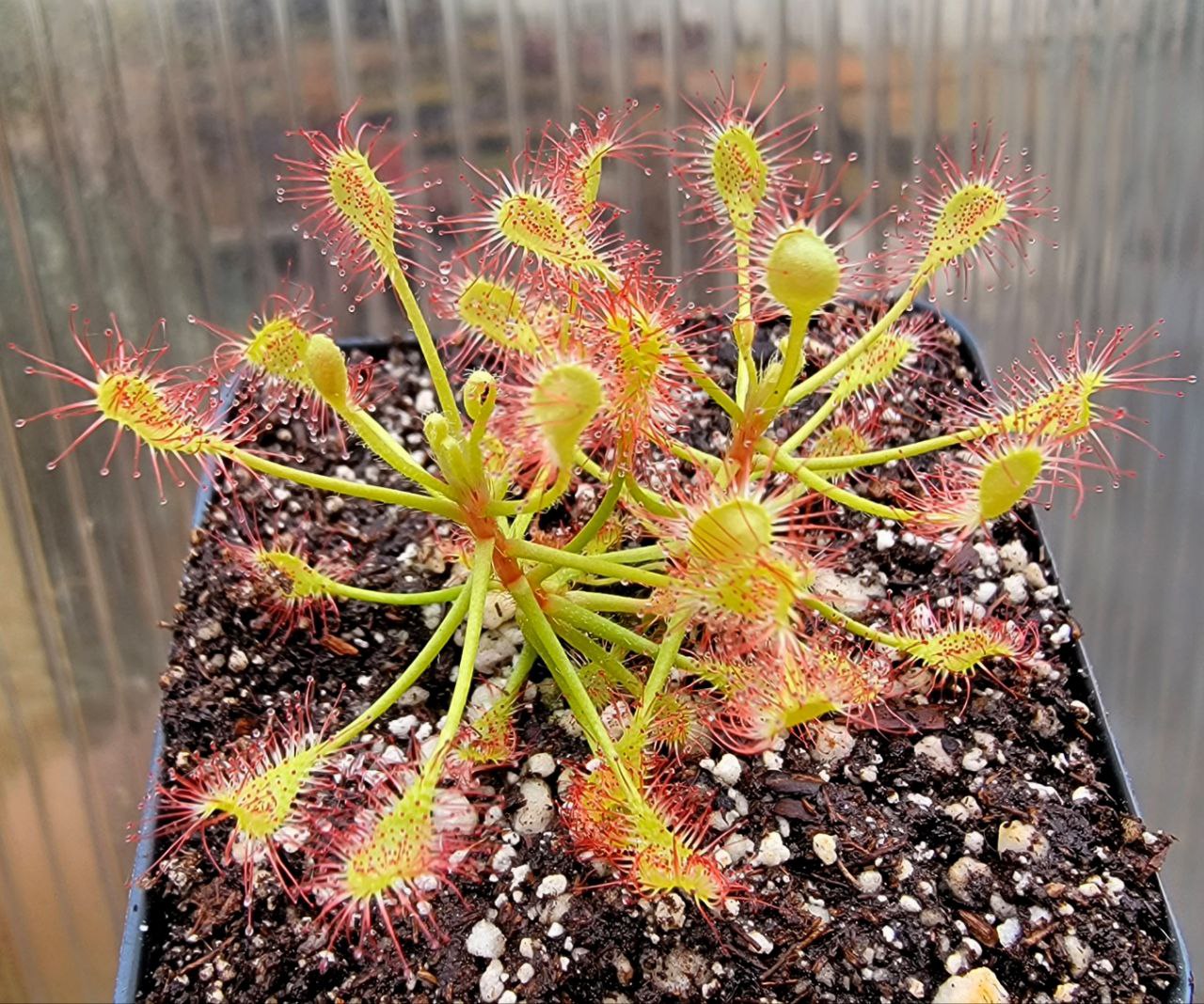 Drosera madagascariensis, Sundew, live carnivorous plant, potted