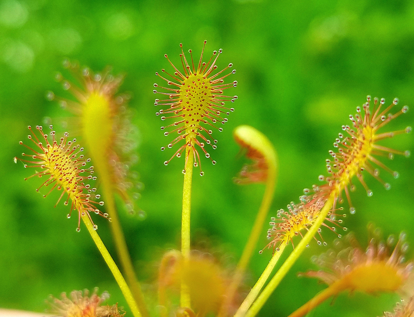 Drosera intermedia, Oblong-leaved Sundew, live carnivorous plant, potted