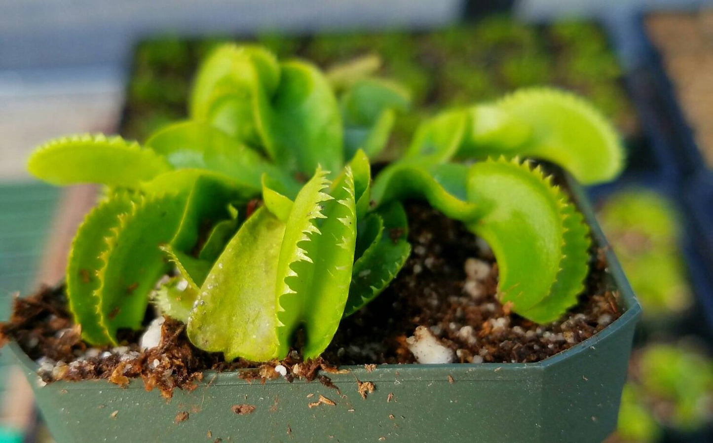 Venus Flytrap 'Dente', live carnivorous plant, potted