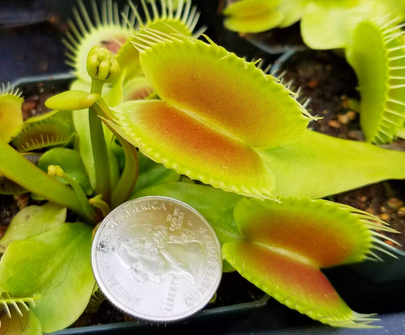Venus Flytrap 'King Henry', live carnivorous plant, potted