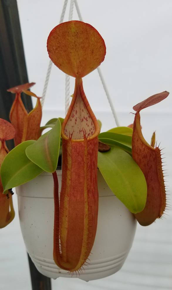 pitcher pot plant Nepenthes sanguinea 'Orange', tropical pitcher plant, live carnivorous