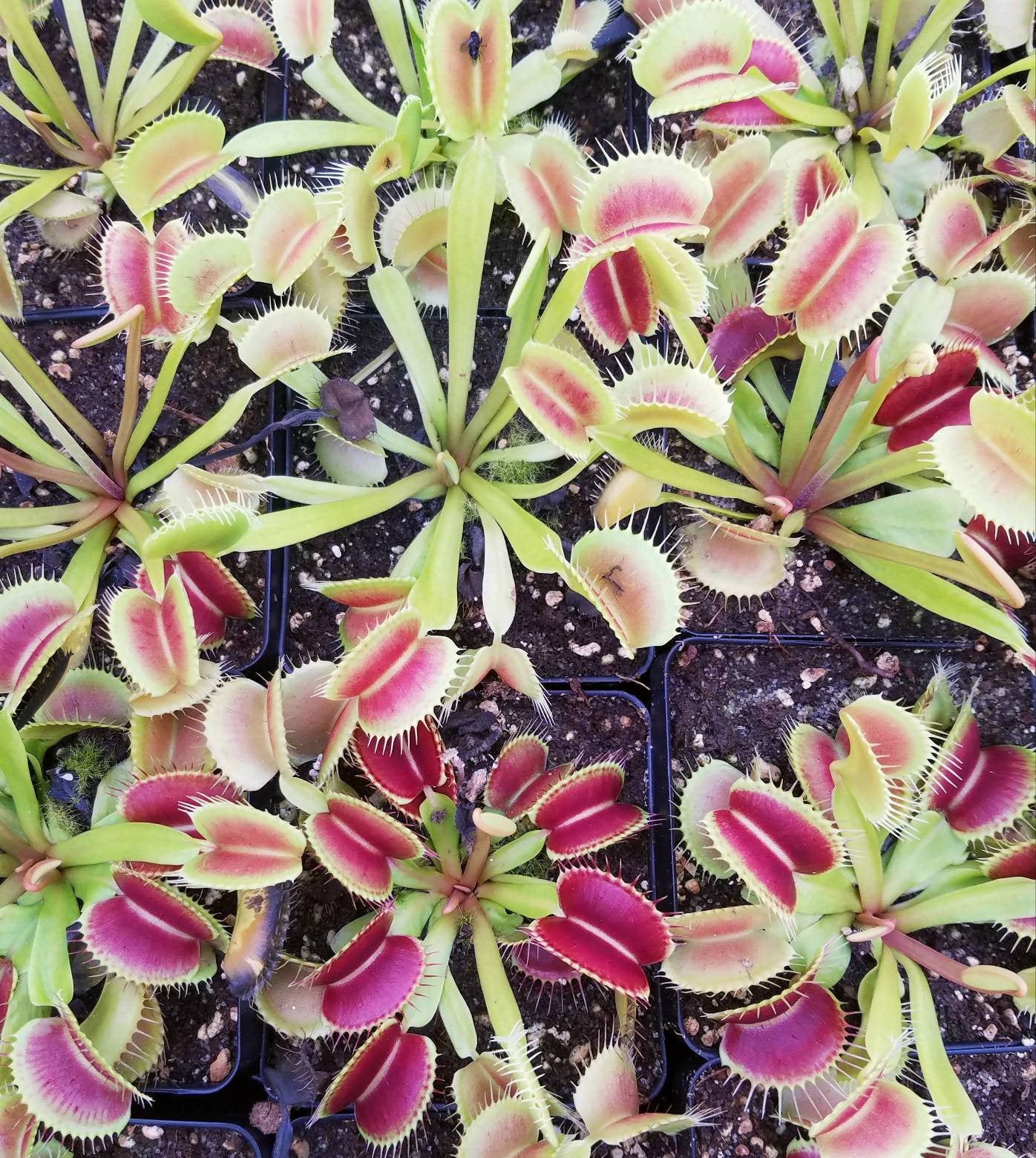 Venus Flytrap 'King Henry', live carnivorous plant, potted