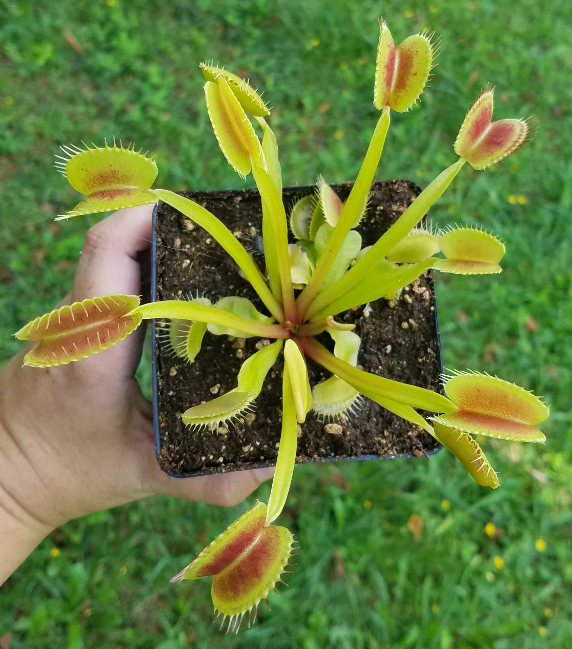 Venus Flytrap 'King Henry', live carnivorous plant, potted