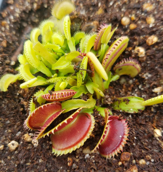 Venus Flytrap 'Dente', live carnivorous plant, potted