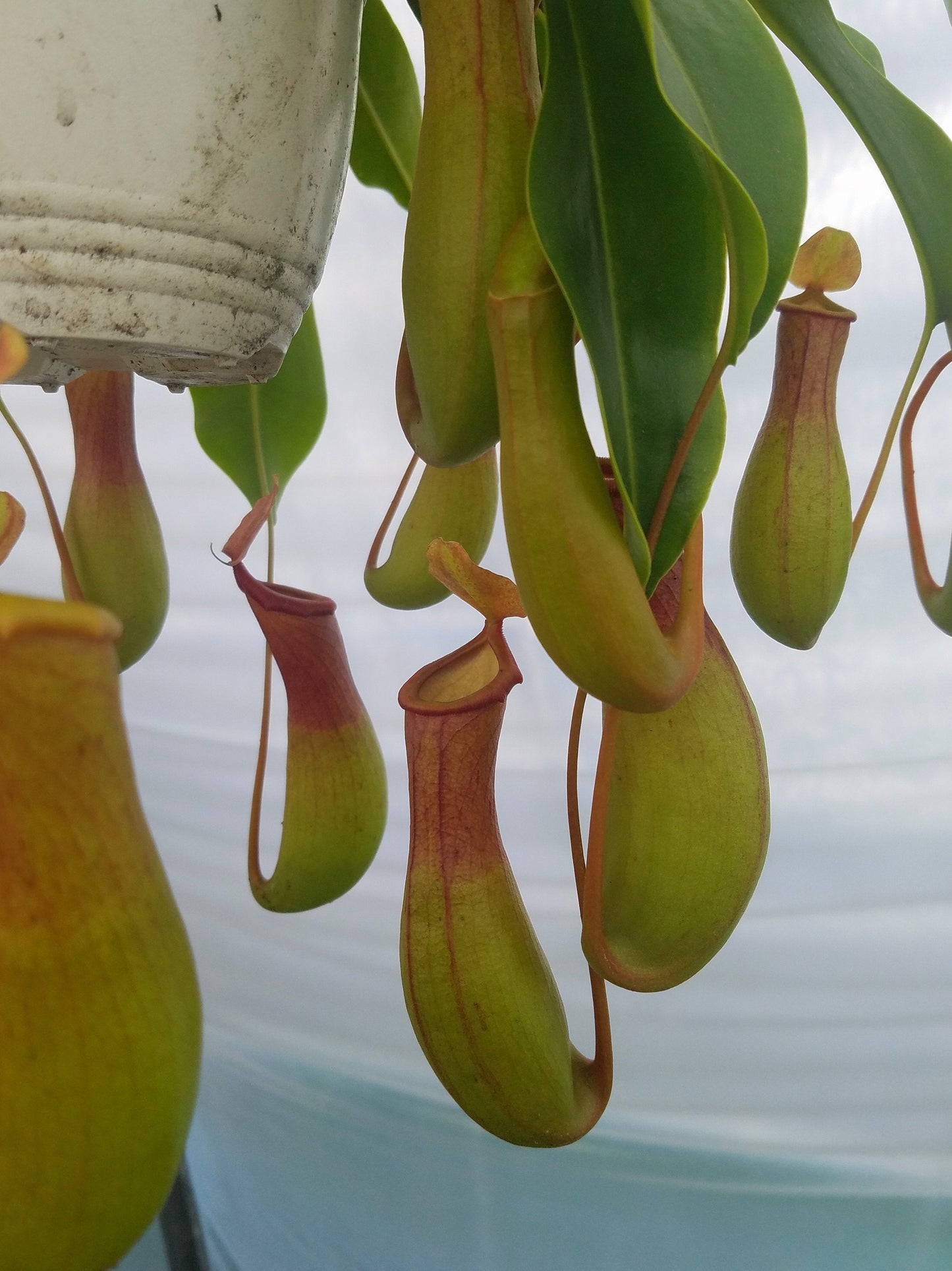 Nepenthes Ventrata, tropical pitcher plant, live carnivorous plant, potted