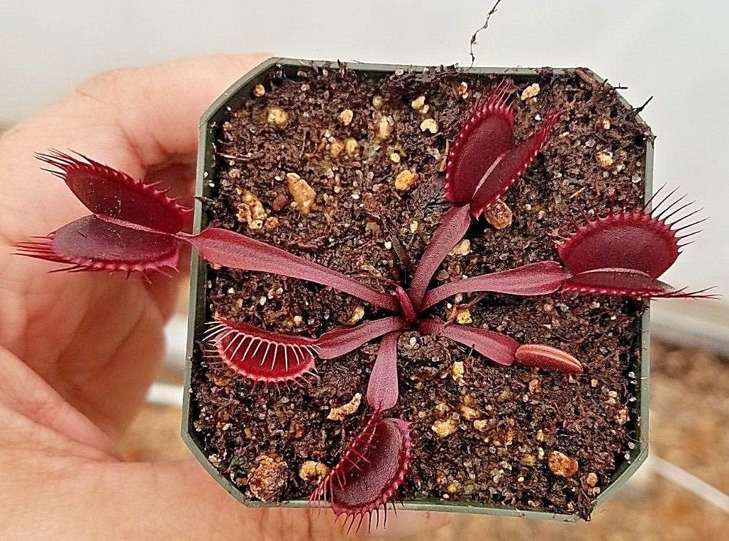 Venus Flytrap 'Red Dragon', live carnivorous plant, potted