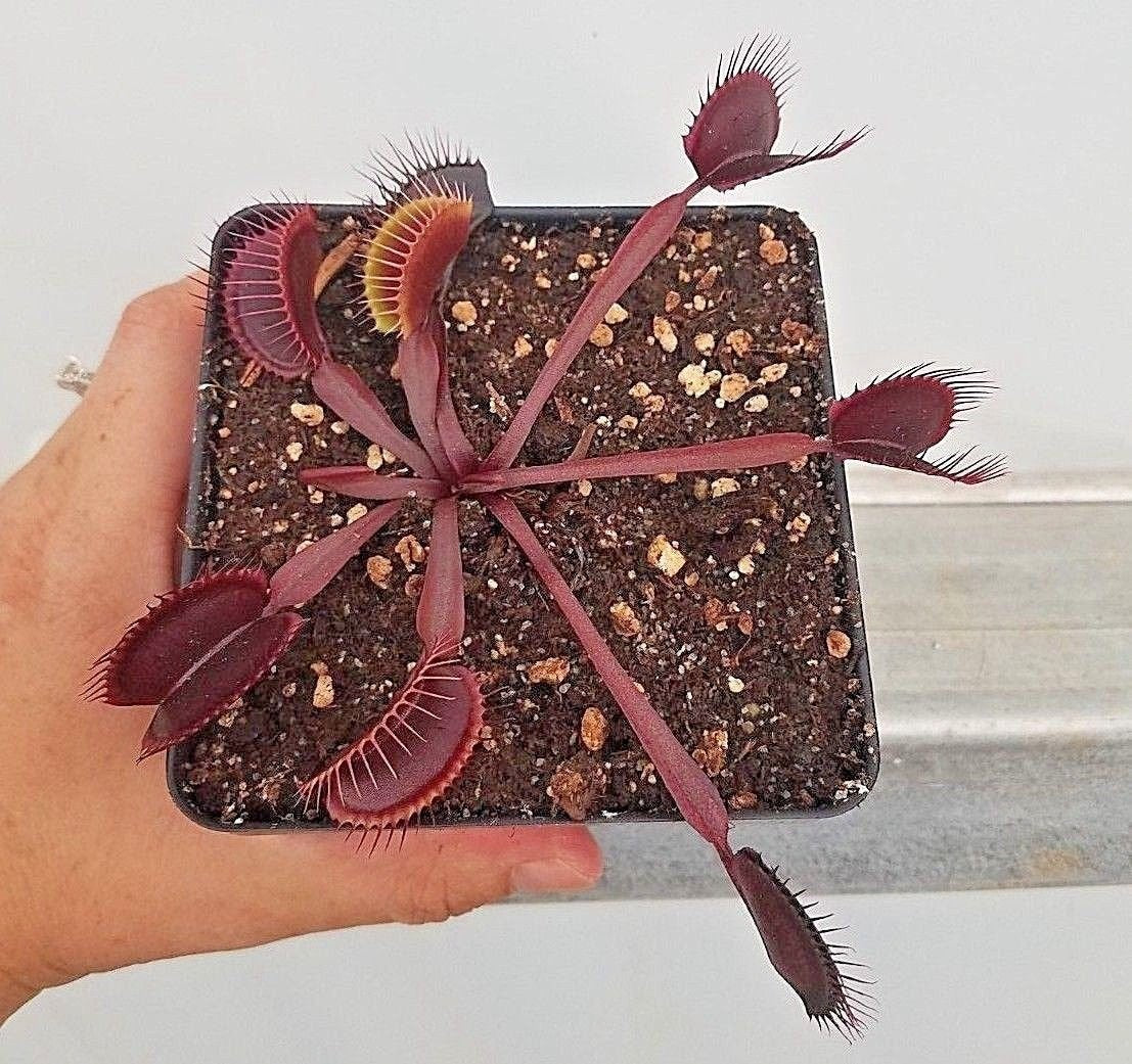 Venus Flytrap 'Red Dragon', live carnivorous plant, potted