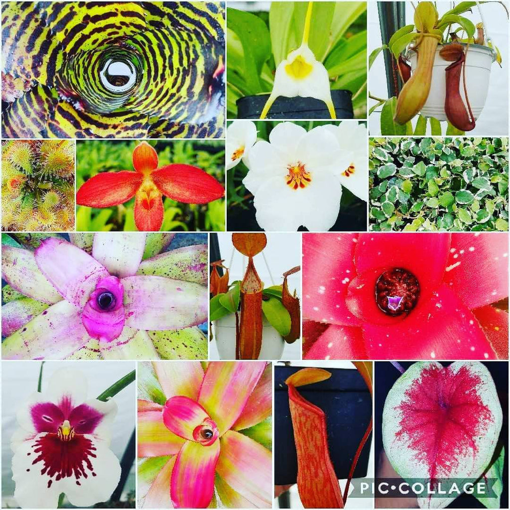 Black Mountain Show and Garden sale!