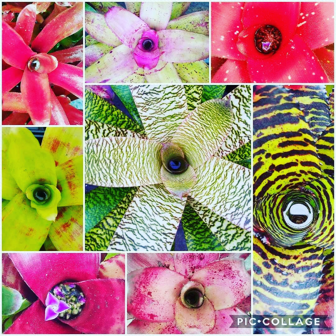 Bromeliad love