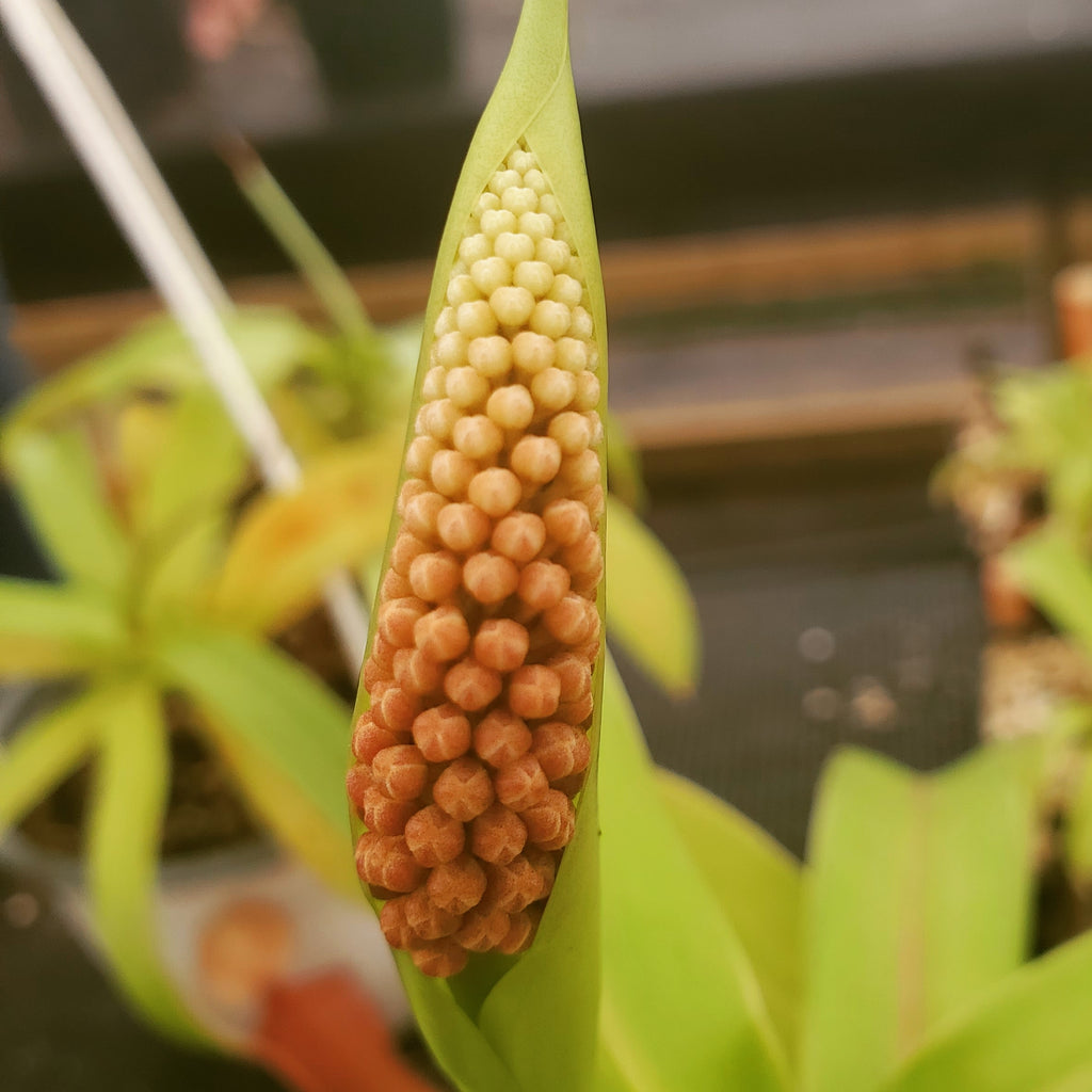 Flower from a Nepenthes ventricosa 'Red'