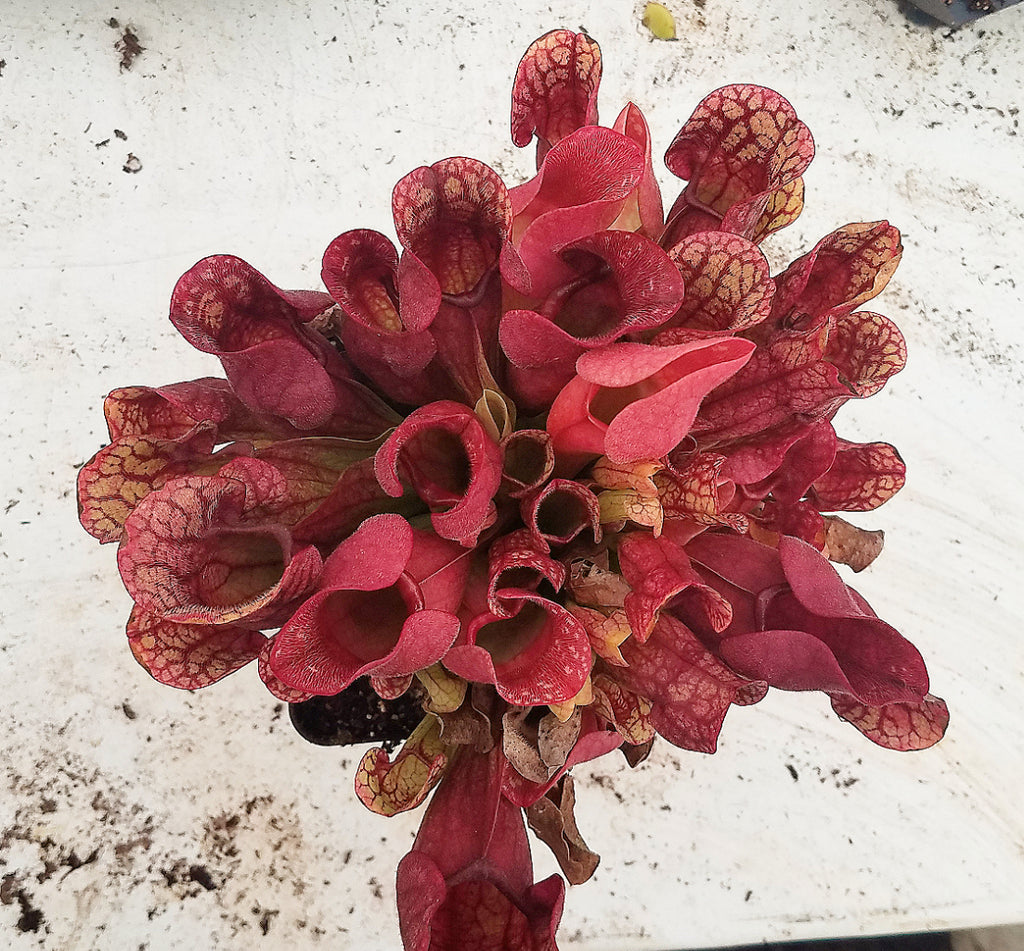 How to divide and repot Sarracenia