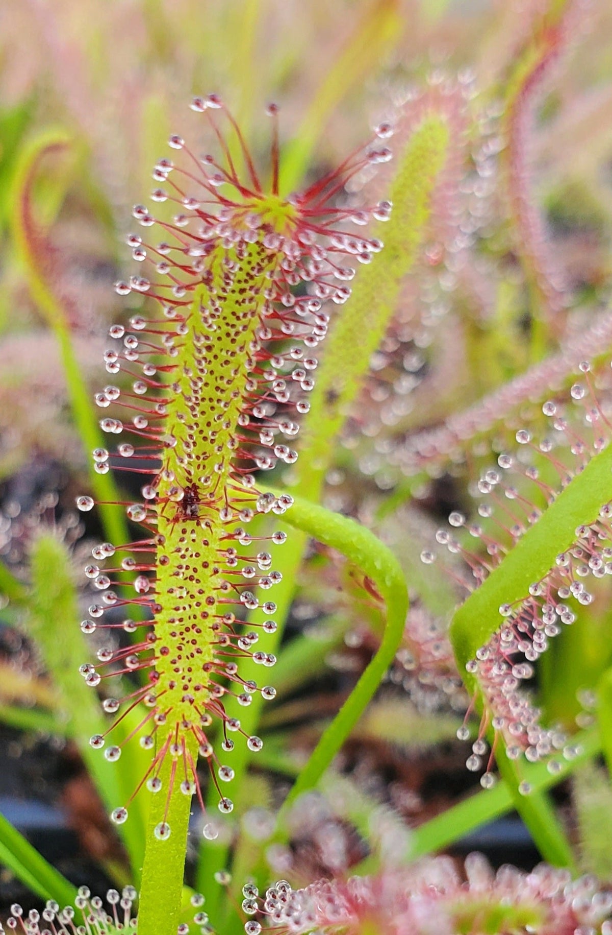 Cape Sundews