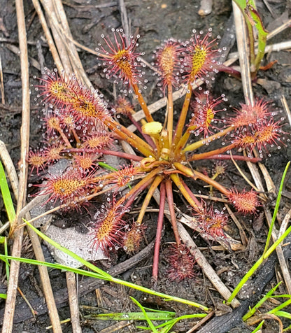 Drosera intermedia, Oblong-leaved Sundew, live carnivorous plant, potted