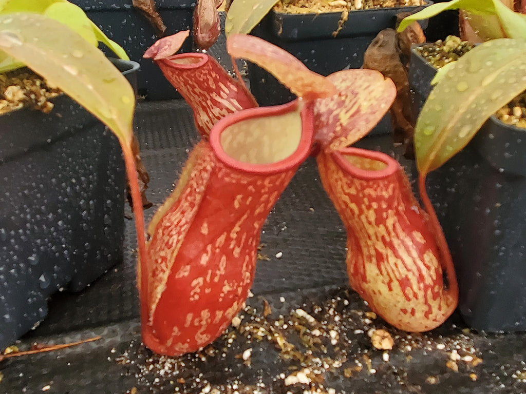 Nepenthes 'Gaya', tropical pitcher plant, live carnivorous plant, pott ...