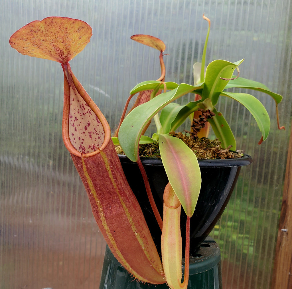 Multiple Nepenthes sanguinea 'Orange', tropical pitcher plant, live carnivorous plant, potted, WYSIWYG