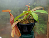 Multiple Nepenthes sanguinea 'Orange', tropical pitcher plant, live carnivorous plant, potted, WYSIWYG