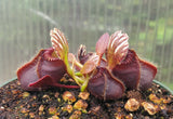 Cephalotus follicularis, Australian Pitcher Plant, live carnivorous plant, potted