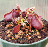 Cephalotus follicularis, Australian Pitcher Plant, live carnivorous plant, potted