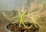 Drosera serpens, Indica complex, Sundew, live carnivorous plant, potted