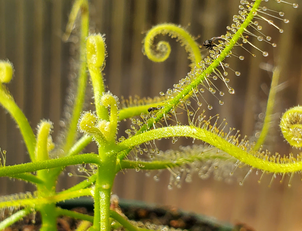 Drosera serpens, Indica complex, Sundew, live carnivorous plant, potted