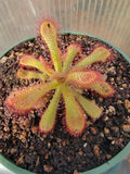 Drosera coccicaulis, Sundew, live carnivorous plant, potted