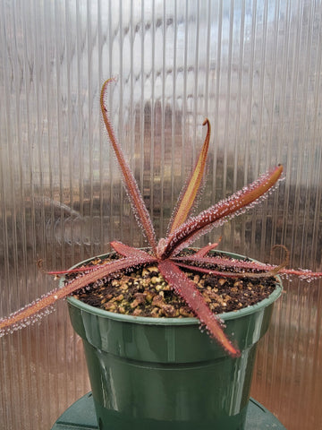 Drosera adelae 'Giant', Lance Leaf Sundew, live carnivorous plant, potted