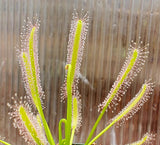 Drosera capensis 'Alba', Cape Sundew, live carnivorous plant, potted