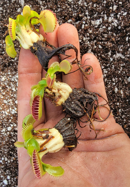 Venus Flytrap 'King Henry', live carnivorous plant, potted